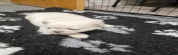 French Bulldog dogs for sale: Ready to leave now Rare Platinum French bulldogs   - Advert 34