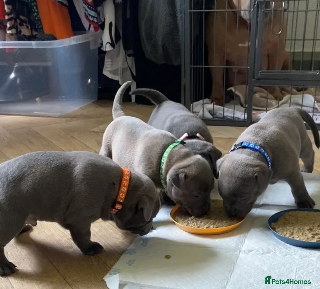 Mixed Breed dogs for sale: Stunning, chunky blue bull staffy breed - Advert 2