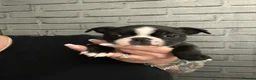 Boston Terrier dogs for sale: Kc Boston Terrier Puppies - Advert 17