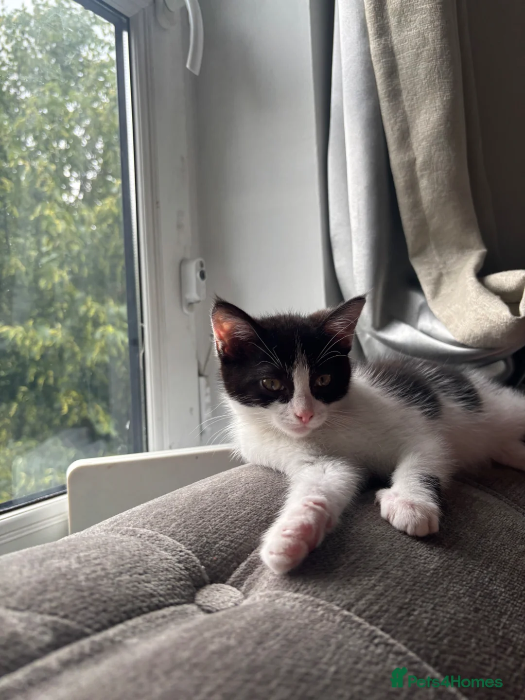 Mixed Breed cats for sale: Female kitten  - Advert 2