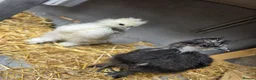 Chickens poultry for sale: 2 silkie chicks  - Advert 1