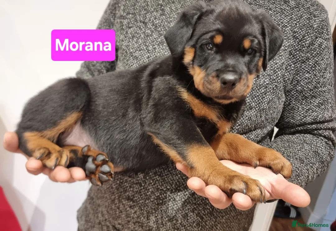 Rottweiler dogs for sale: ONLY 1 BOY LEFT Champion Bloodline KC Rottweilers - Advert 27
