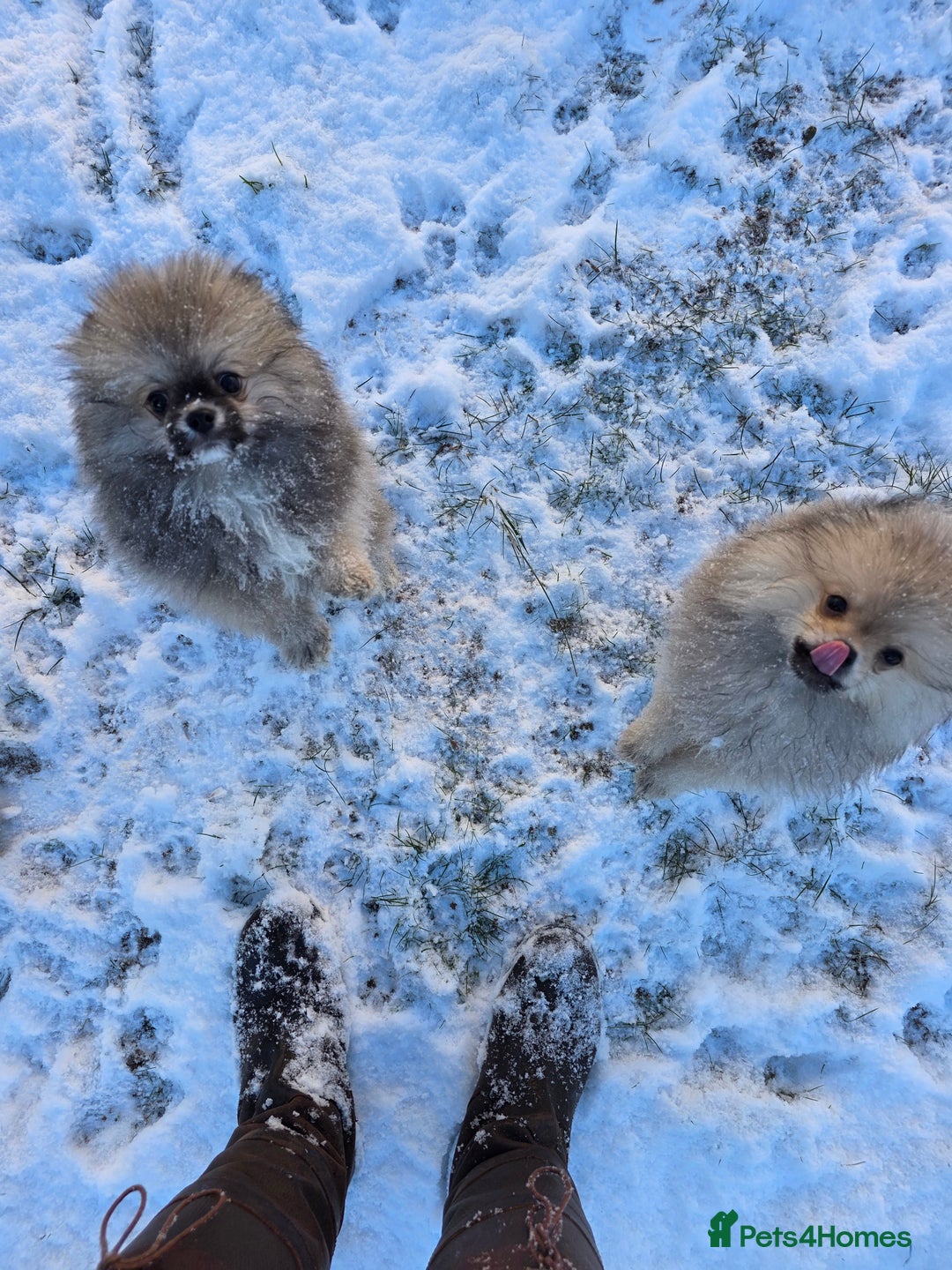 Pomeranian dogs for sale: 2 quality Kc registered Pomeranian boys - Advert 2