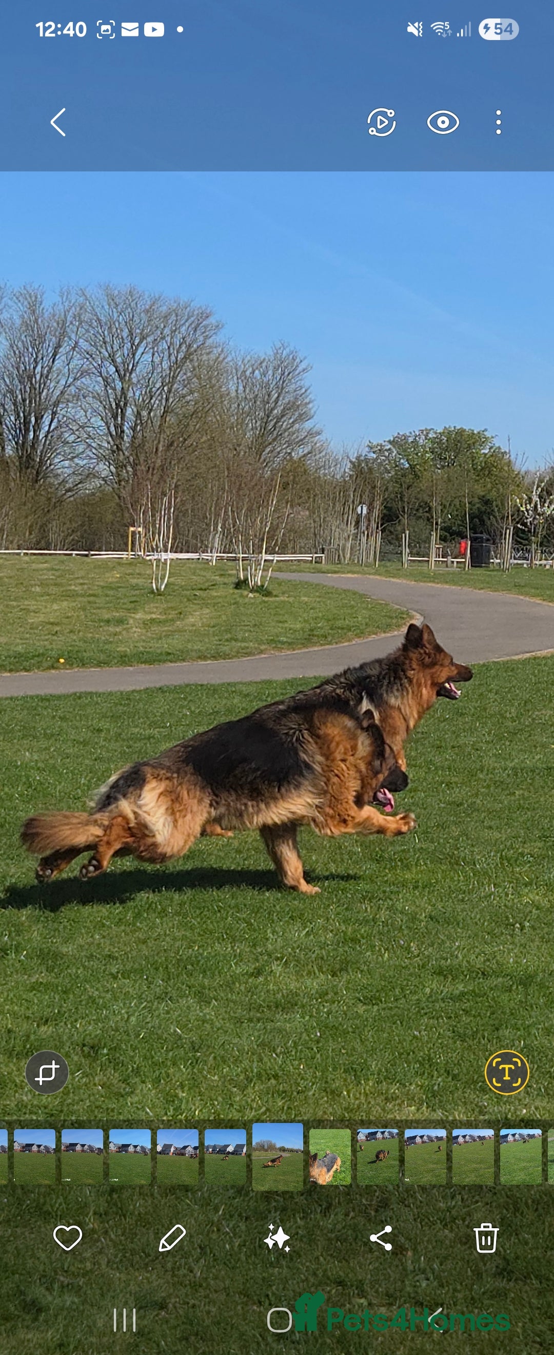 German Shepherd dogs for sale: Top quality GSD Female for sale - Advert 2