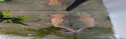 Axolotl reptiles for sale: Golden Axolotl  in Truro - Advert 3