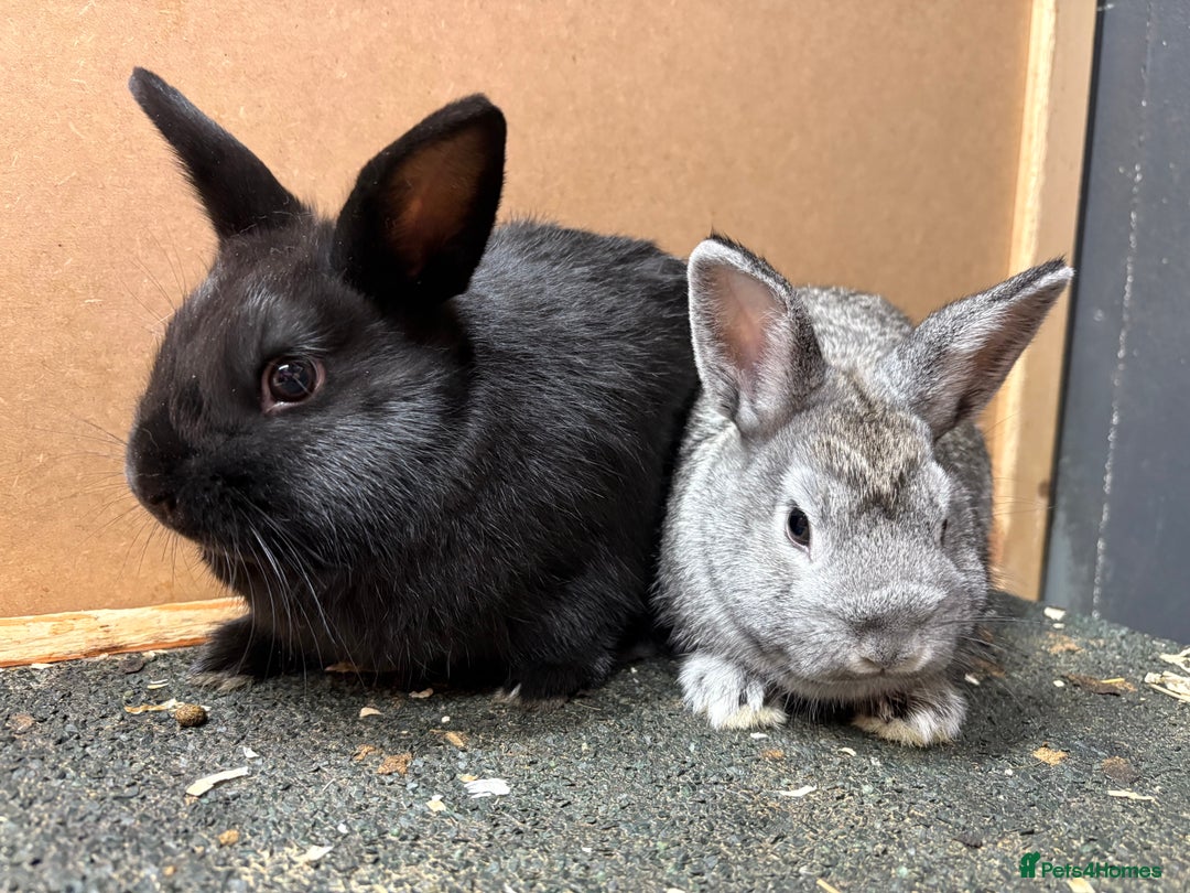 Netherland Dwarf rabbits for sale: Netherland dwarf x lop - Image 3