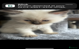 Ragdoll cats for sale: Ragdoll kittens - Image 19
