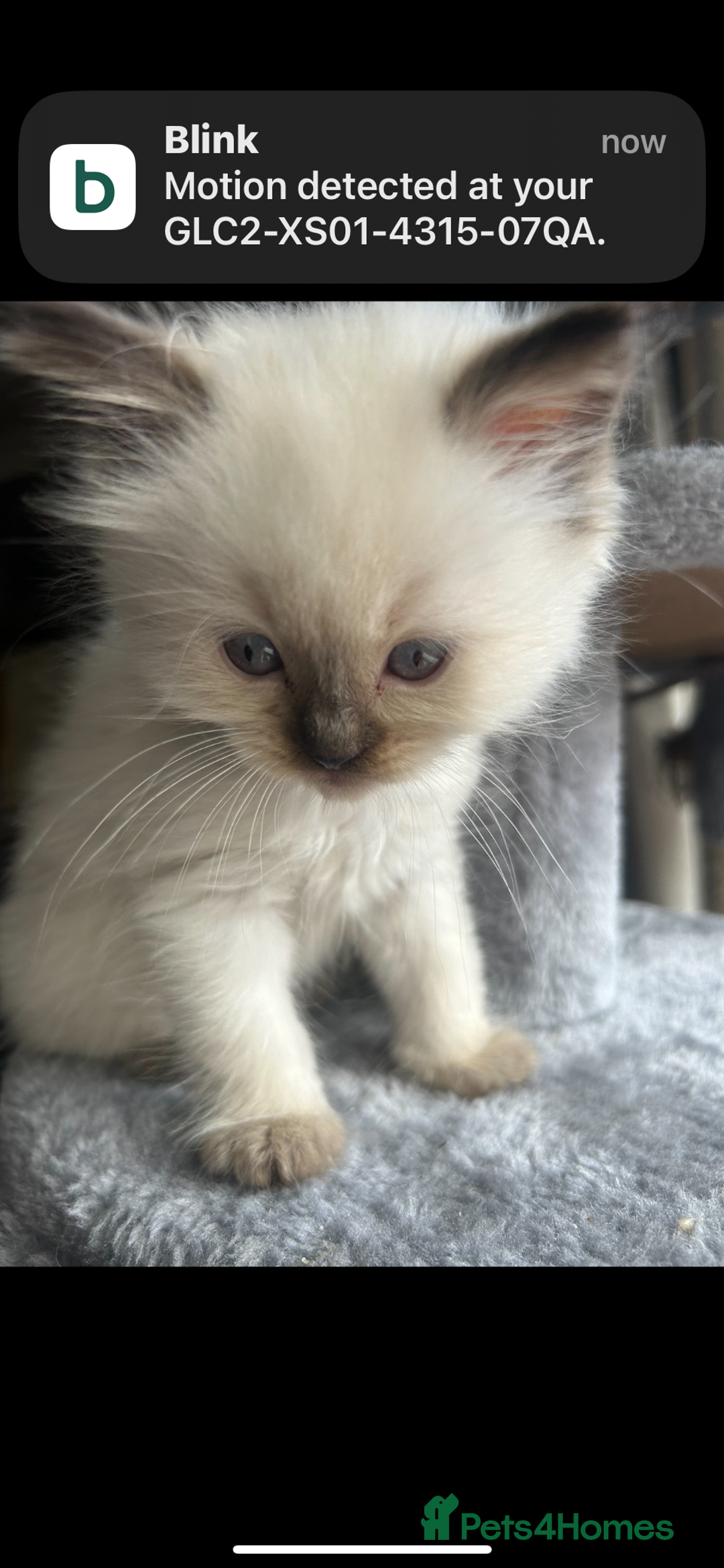 Ragdoll cats for sale: Ragdoll kittens - Image 19
