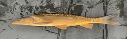 Koi Carp fish for sale: Mirror & Common Carp 10-16 Inches in Northwich - Advert 11