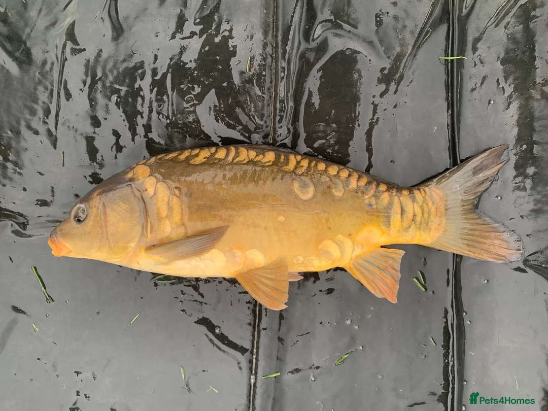 Koi Carp fish for sale: Mirror & Common Carp 10-16 Inches in Northwich - Advert 11