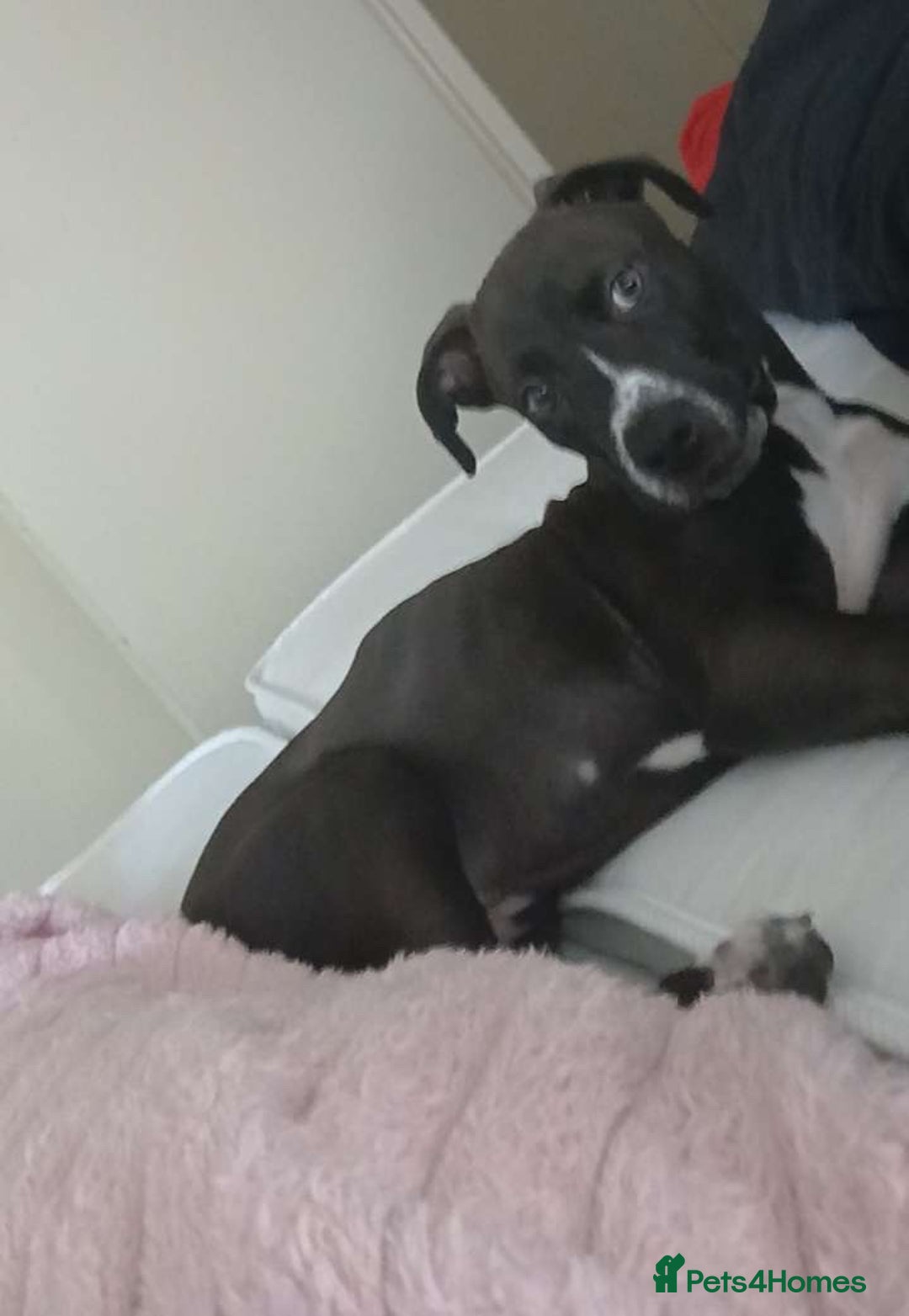 Mixed Breed dogs for sale: Cane corso x male pup - Advert 7