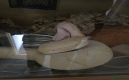 Python Snake reptiles for sale: Banana Fire Royal (Ball) Python - Image 3