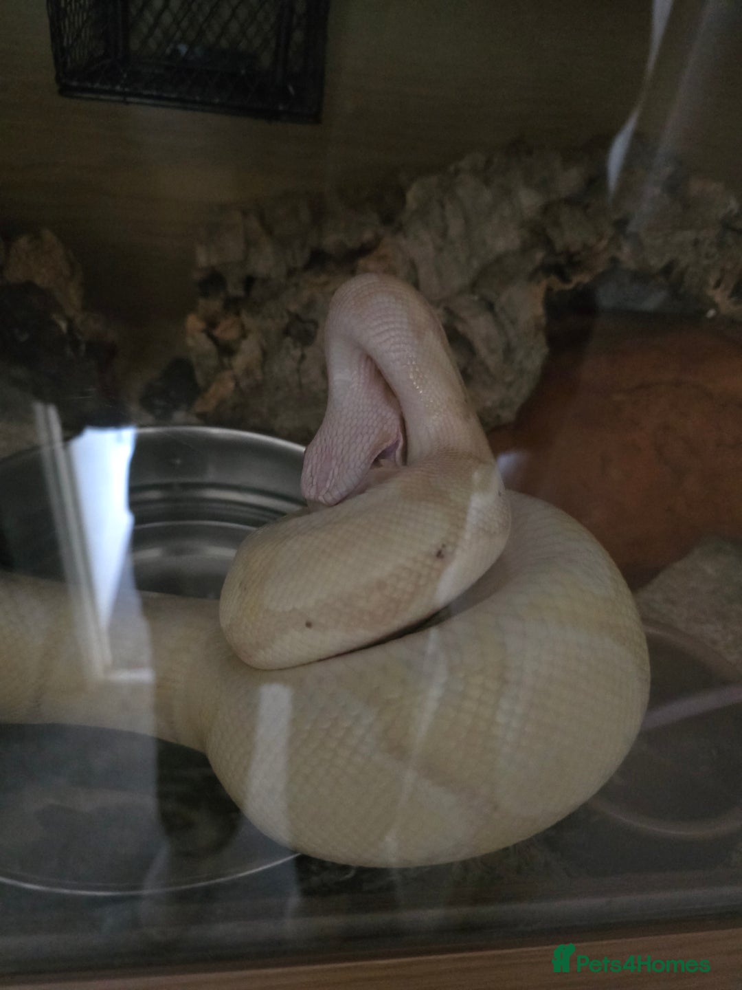 Python Snake reptiles for sale: Banana Fire Royal (Ball) Python - Image 3