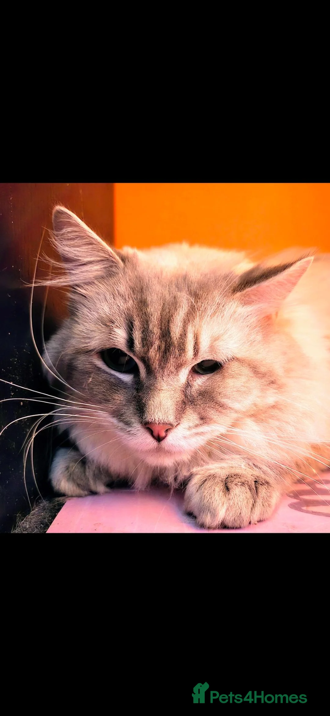 Ragdoll cats for sale: Ragdoll looking for new home  - Advert 3