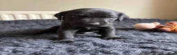 Labrador Retriever dogs for sale: Labrador puppies black and fox red for sale in Nottingham - Advert 12