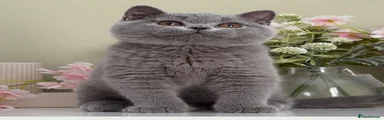 British Shorthair 4