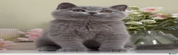 British Shorthair cats for sale: Gorgeous British Kittens - Advert 2
