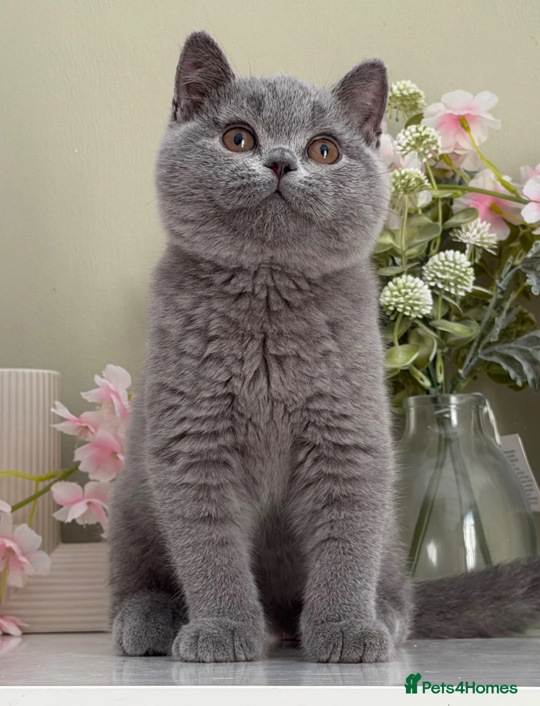 British Shorthair cats for sale: Gorgeous British Kittens - Advert 2