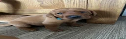 Labrador Retriever dogs for sale: Beautiful Fox Red Labrador Puppies - Advert 9