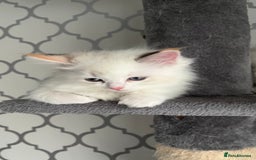 Ragdoll cats for sale: 4xfemales , 1xmale - Advert 12