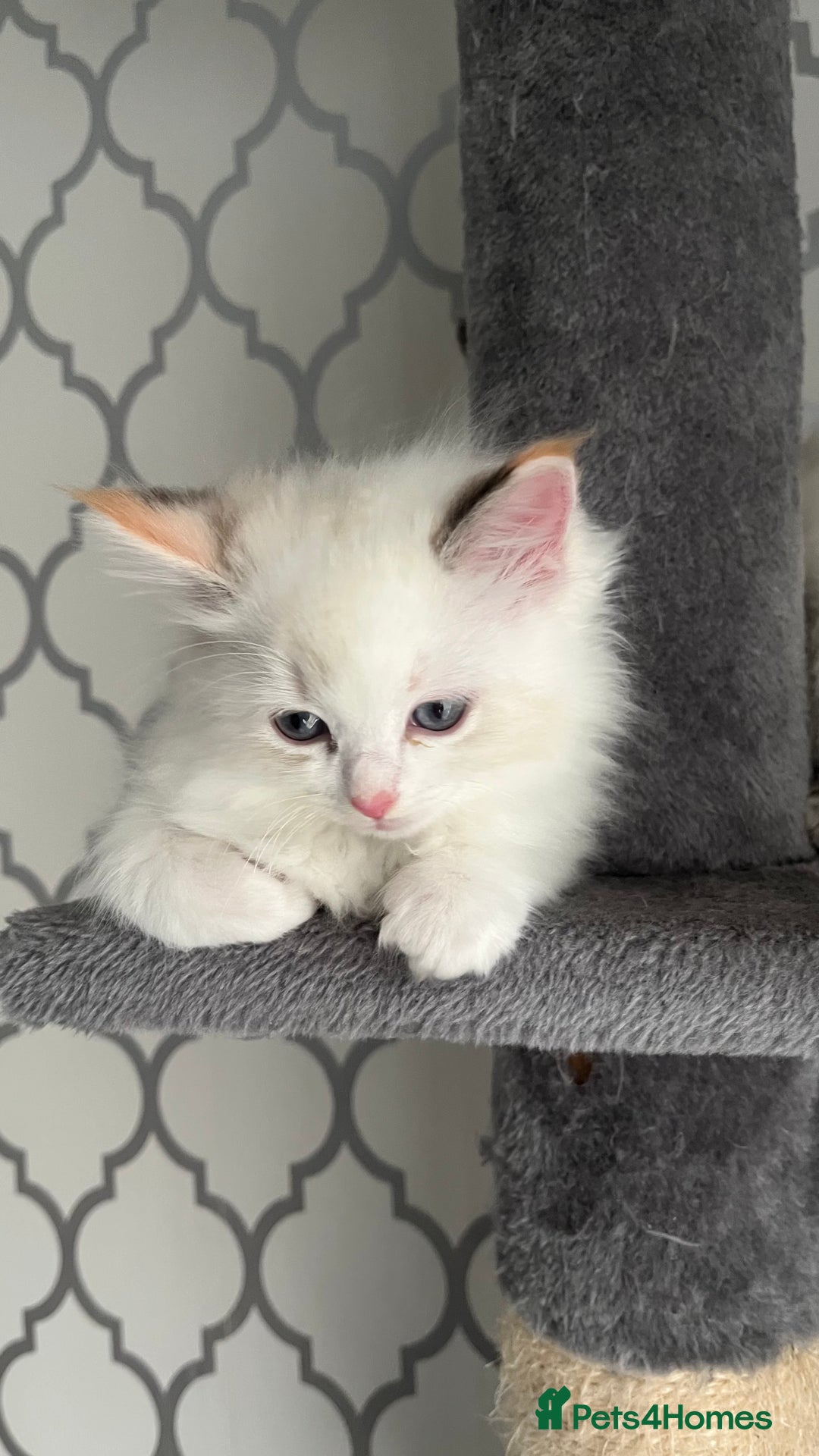 Ragdoll cats for sale: 4xfemales , 1xmale - Advert 12