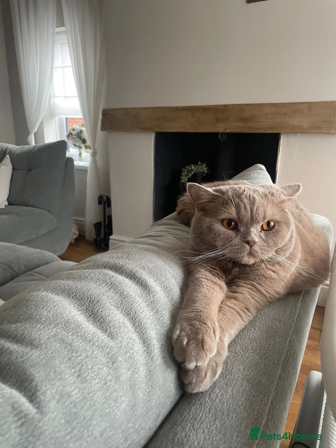 British Shorthair cats for sale: Fawn British Short Hair - Advert 2