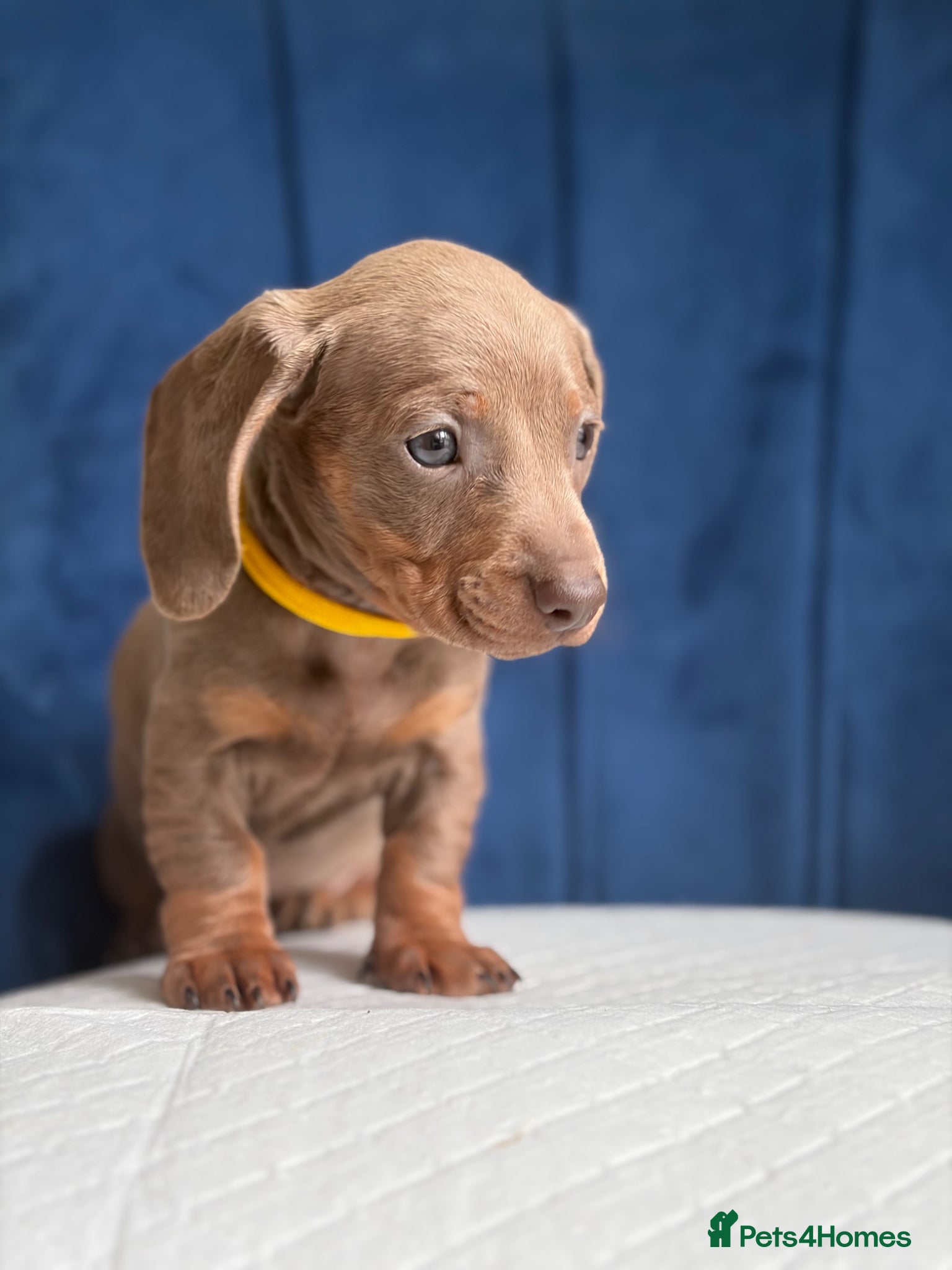 Miniature Dachshund dogs Miniature Dachshunds 8 weeks old Ready to leave  - Advert 6