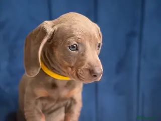 Miniature Dachshund dogs Miniature Dachshunds 8 weeks old Ready to leave - Advert 6