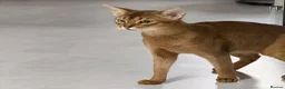 Abyssinian cats for sale: Abyssinian 🌸🩷 - Advert 3