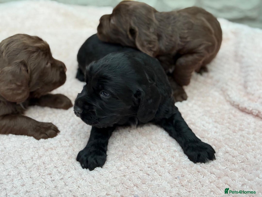Sprocker dogs for sale: Adorable Sprocker Pups.. - Image 8