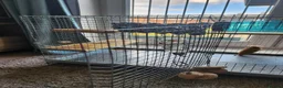 Degus rodents for sale: Eto the degu in Bracknell - Advert 4
