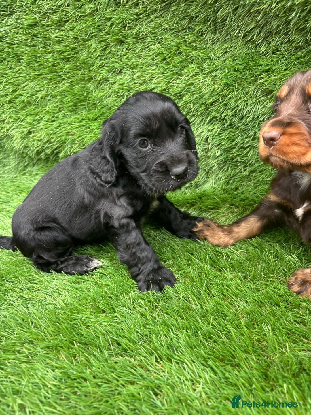 Cocker Spaniel dogs for sale: KC DNA SHOW TYPE COCKER SPANIEL!!  - Image 10