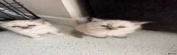 Ragdoll cats for sale: Ragdoll kittens full breed  - Advert 5