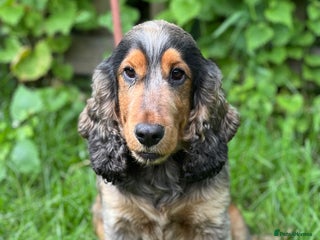 Cocker Spaniel dogs in Barnsley - Advert 3