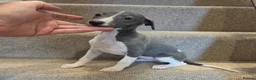 Whippet dogs for sale: 🐾Beautiful Whippet Puppies🐾 - Advert 3