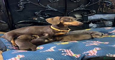 Miniature Dachshund dogs - Advert 4