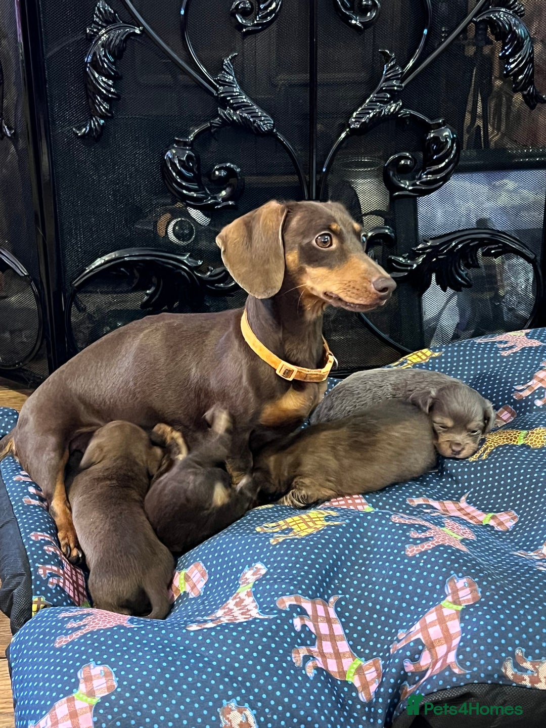Miniature Dachshund dogs for sale: Stunning full pedigree Miniature Dachshunds  - Image 1