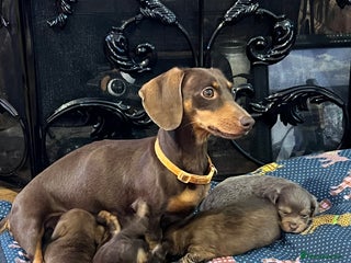 Miniature Dachshund dogs - Advert 35