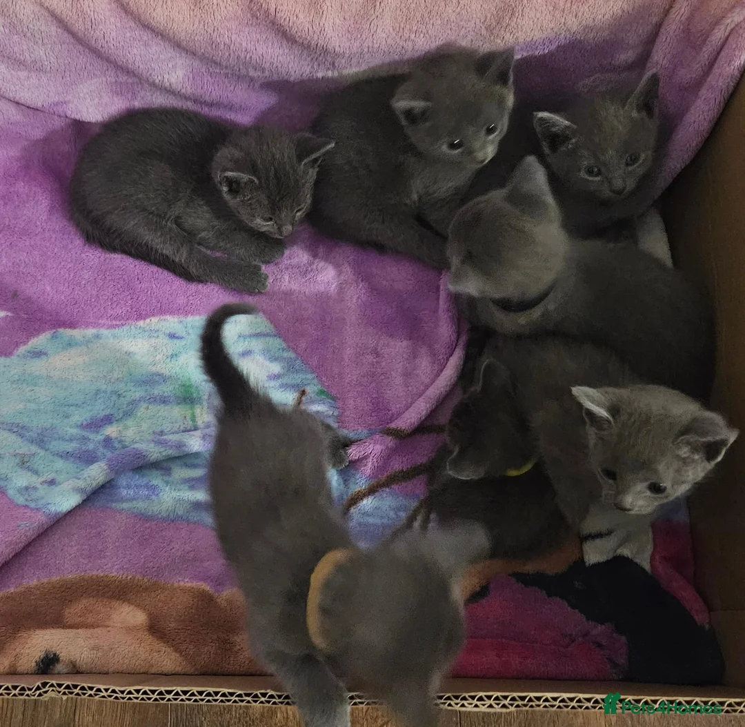 Russian Blue cats for sale: Russian Blue ♥️ - Advert 2