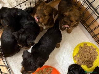 Yorkshire Terrier dogs Yorkshire terrier in Romford - Advert 1