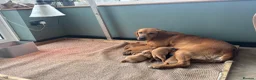 Labrador Retriever dogs for sale: Dark fox red Labrador Retriever Puppies For Sale  in Corwen - Advert 14