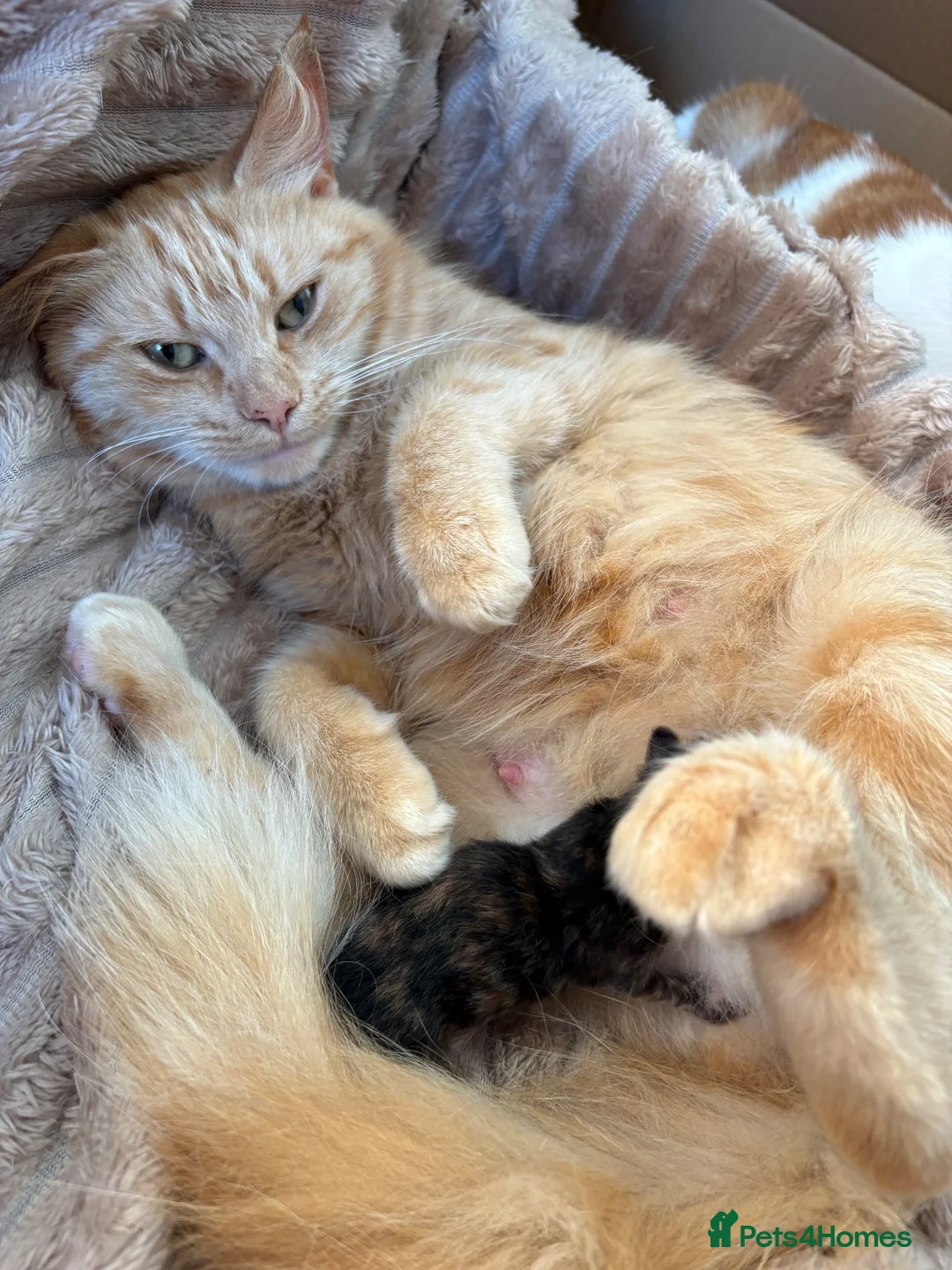 British Longhair cats for sale: Female Tortoiseshell Kitten  - Advert 1