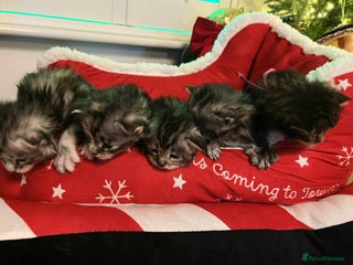 Maine Coon cats Pure Maine Coon Kittens - Advert 1