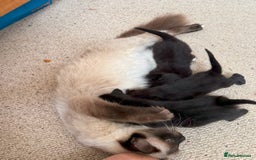 Mixed Breed cats for sale: 3 Black Kittens from White Birman Mother - Image 5
