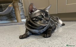 Bengal cats for sale: TICA Registered Silver Bengal Pair - Image 7