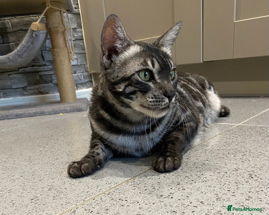 Bengal cats for sale: TICA Registered Silver Bengal Pair - Image 7