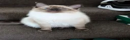 Ragdoll cats for sale: Beautiful Seal Point Ragdoll Boy - Advert 8