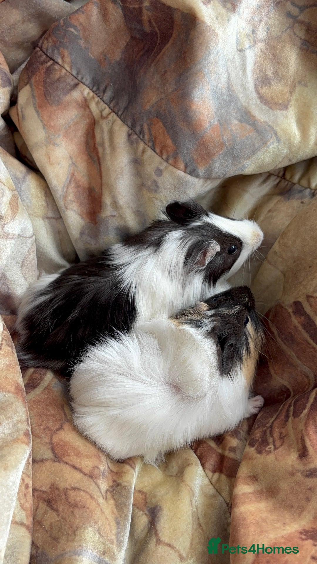 Guinea Pig rodents for sale: LONG HAIRED GUINEA PIGS 2 Boys 1 Girl - Image 13