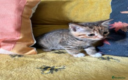 Mixed Breed cats for sale: Kittens for sale - Image 3
