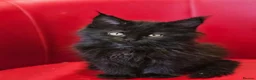 Maine Coon cats for sale: TICA Registered Maine Coon Kittens –  Ready Now!  in Northampton - Advert 9